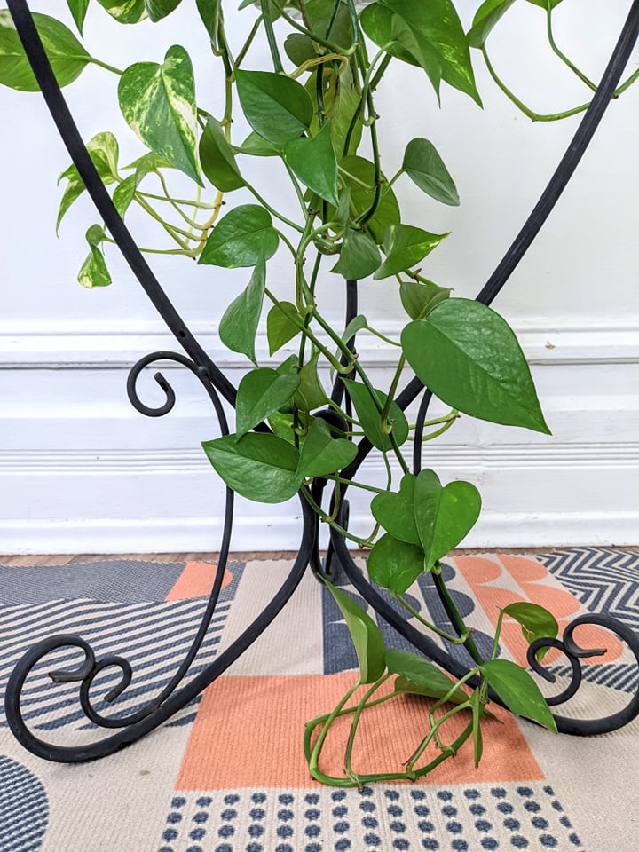 The Sabo Plant Hanger