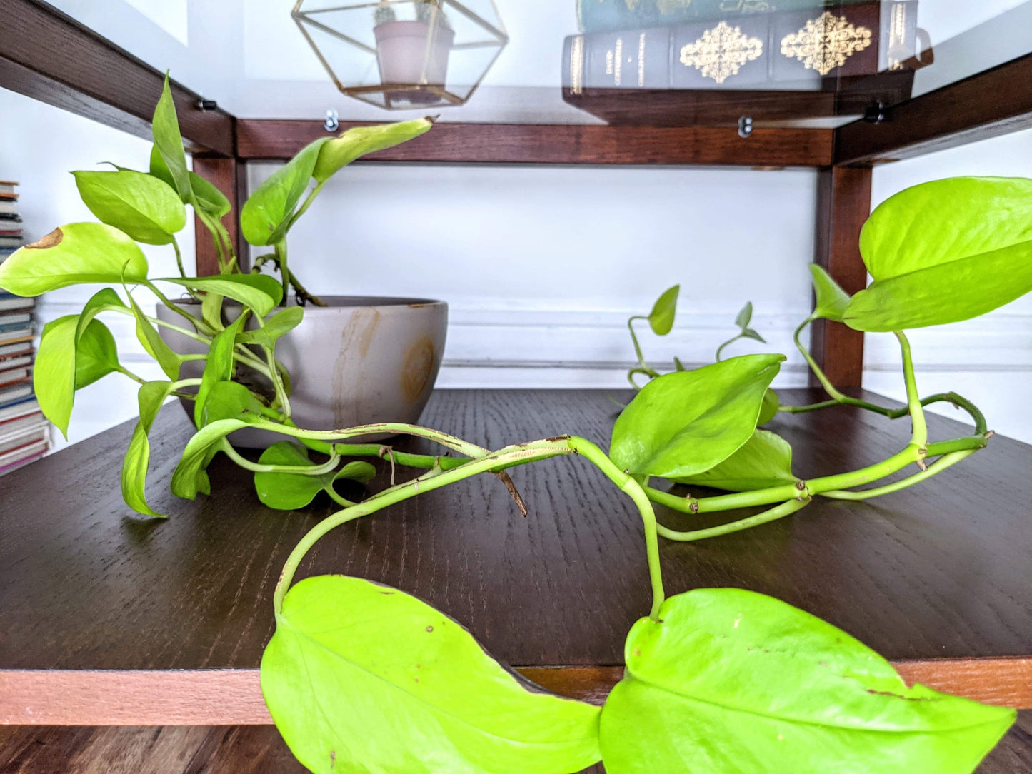 The Pigeon Park Table