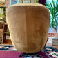 The Caramel Egg Chair