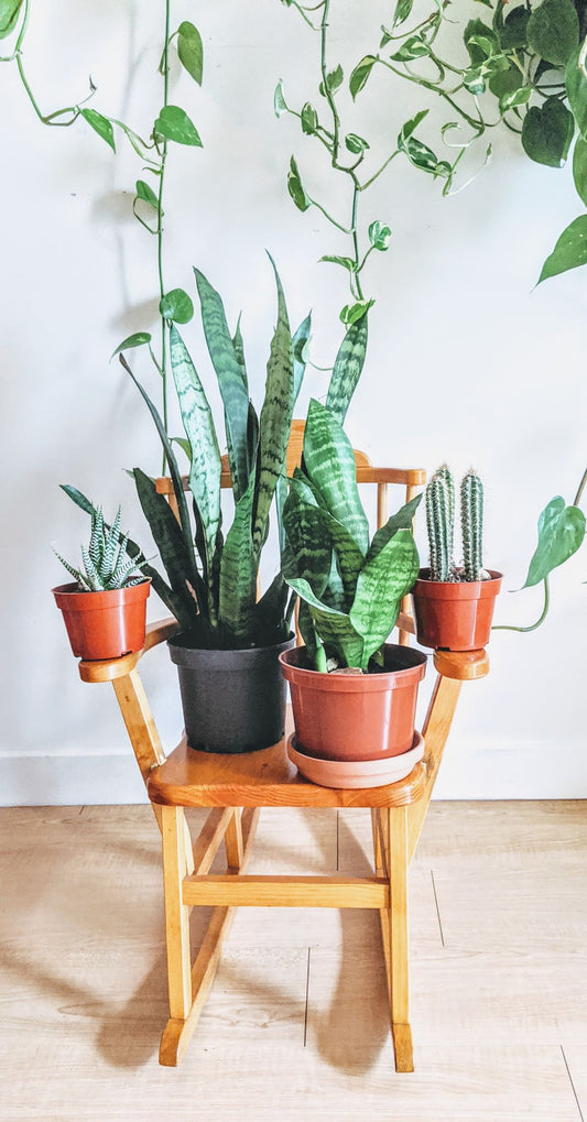 The Little Folk Rocker