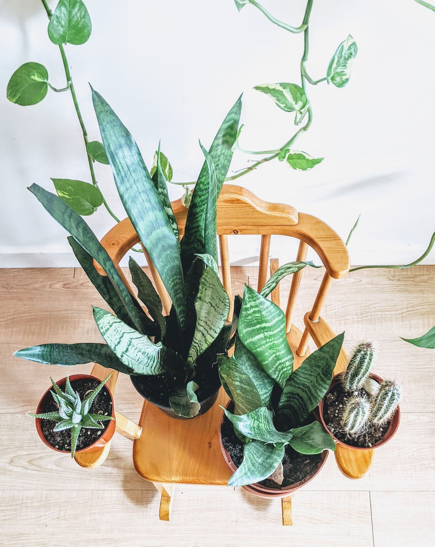 The Little Folk Rocker