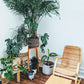 The Good Vibes Chair