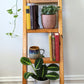 The Logan Ladder Shelf