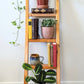 The Logan Ladder Shelf