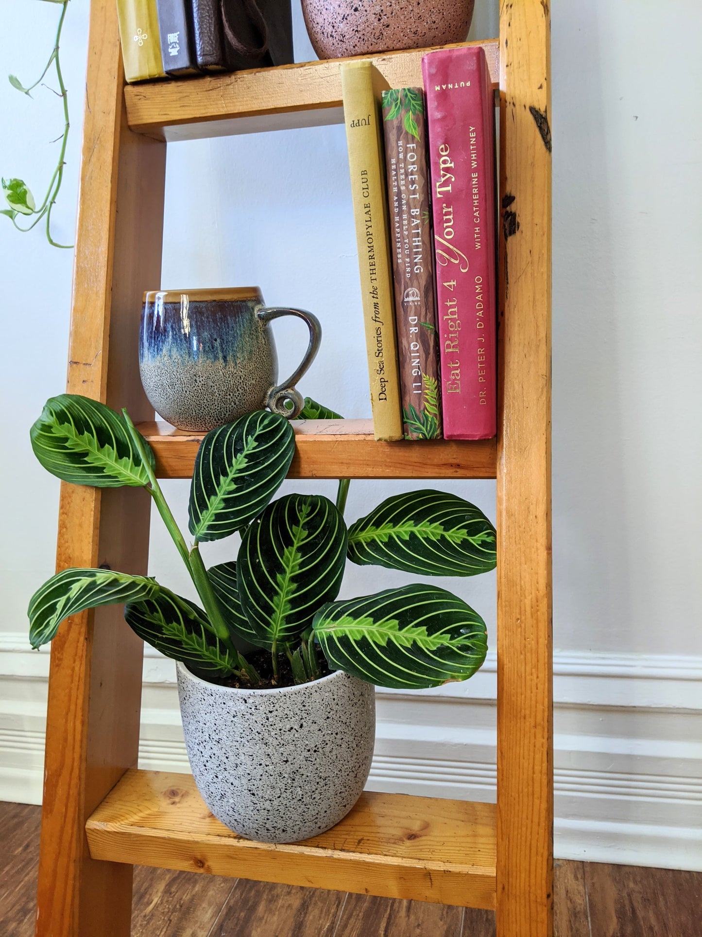 The Logan Ladder Shelf