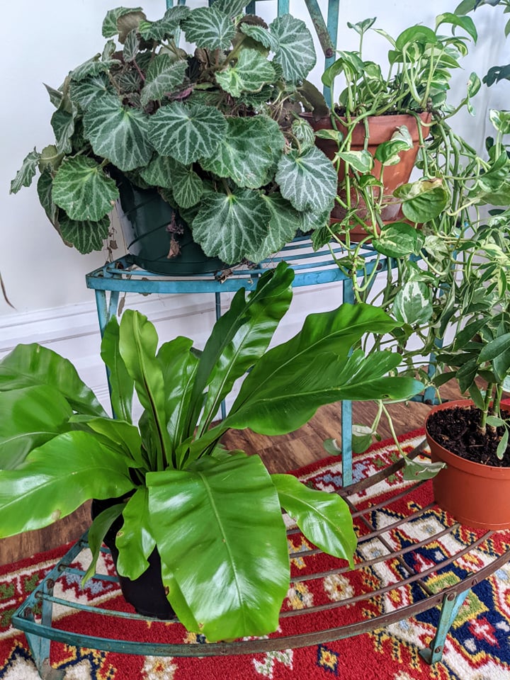 The Central Park Plant Stand