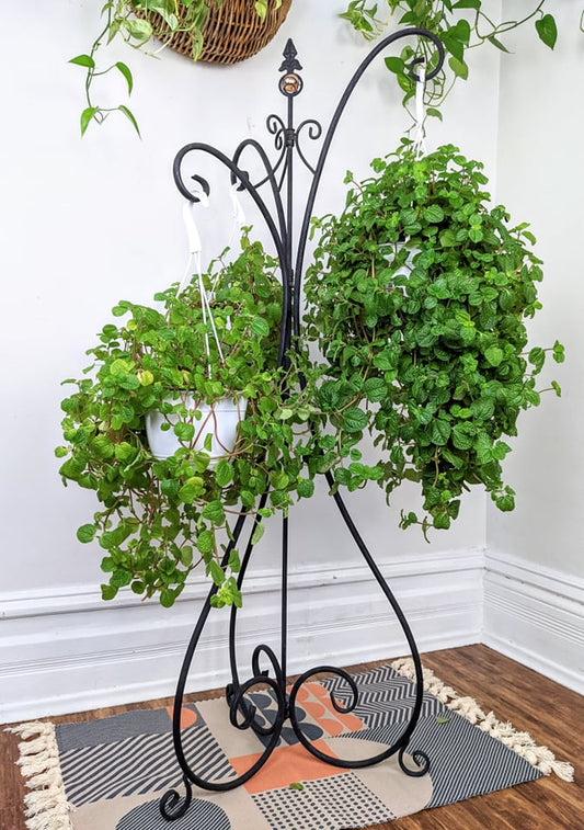 The Sebastian Plant Hanger