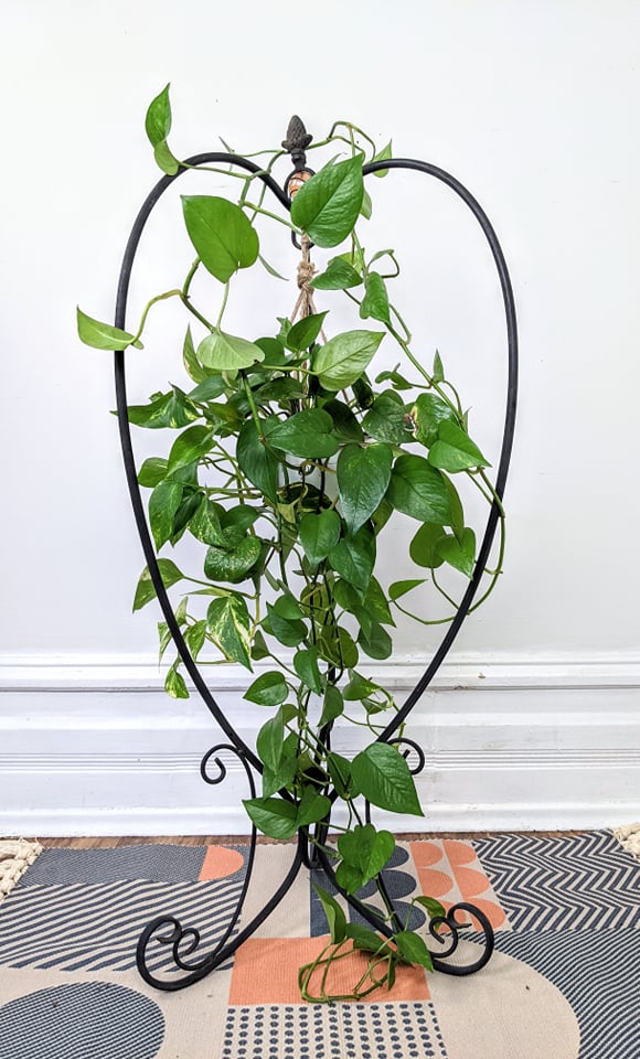 The Sabo Plant Hanger