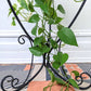 The Sabo Plant Hanger