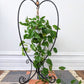 The Sabo Plant Hanger