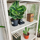 The Boho White Wicker Shelf