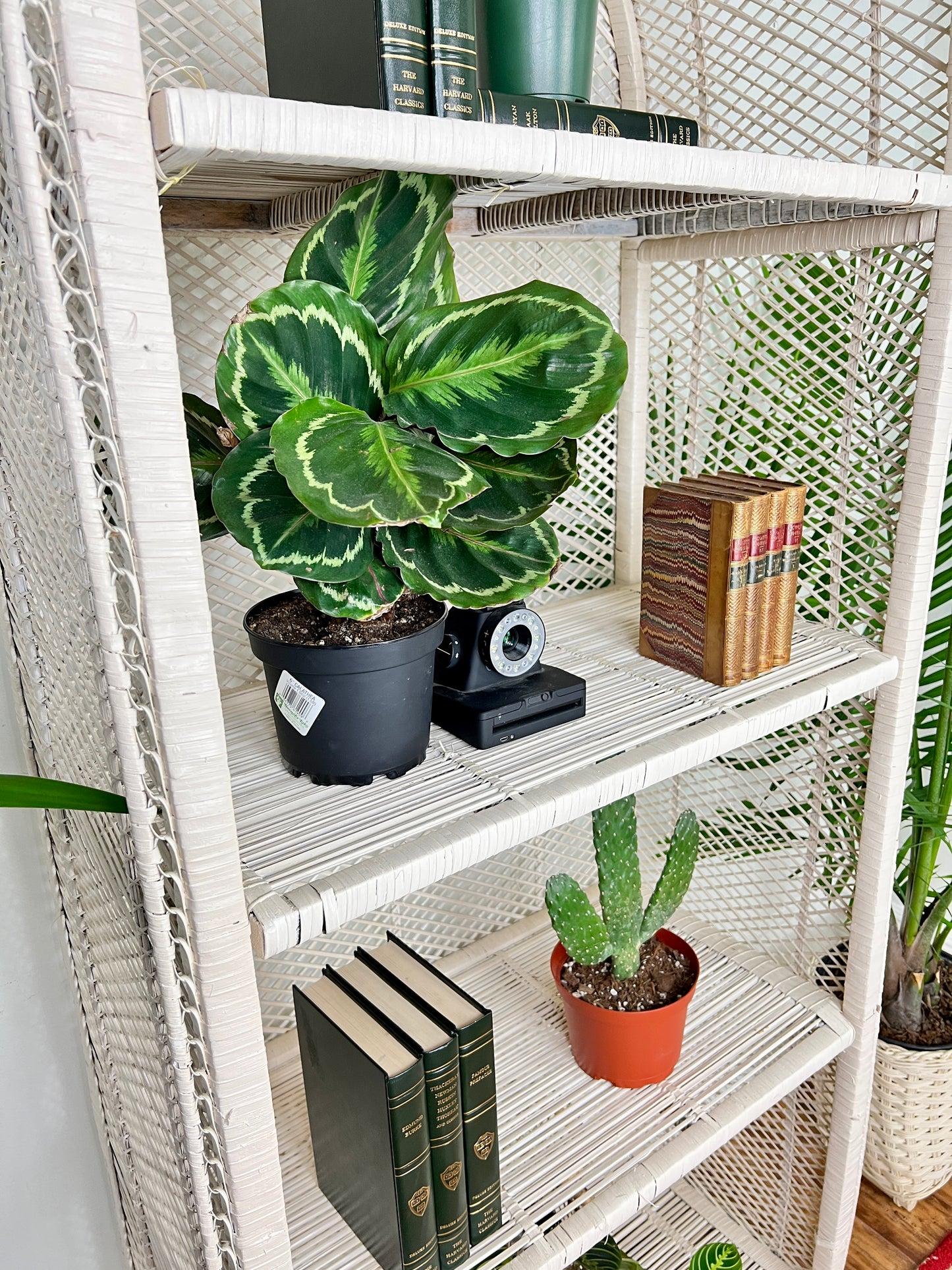 The Boho White Wicker Shelf