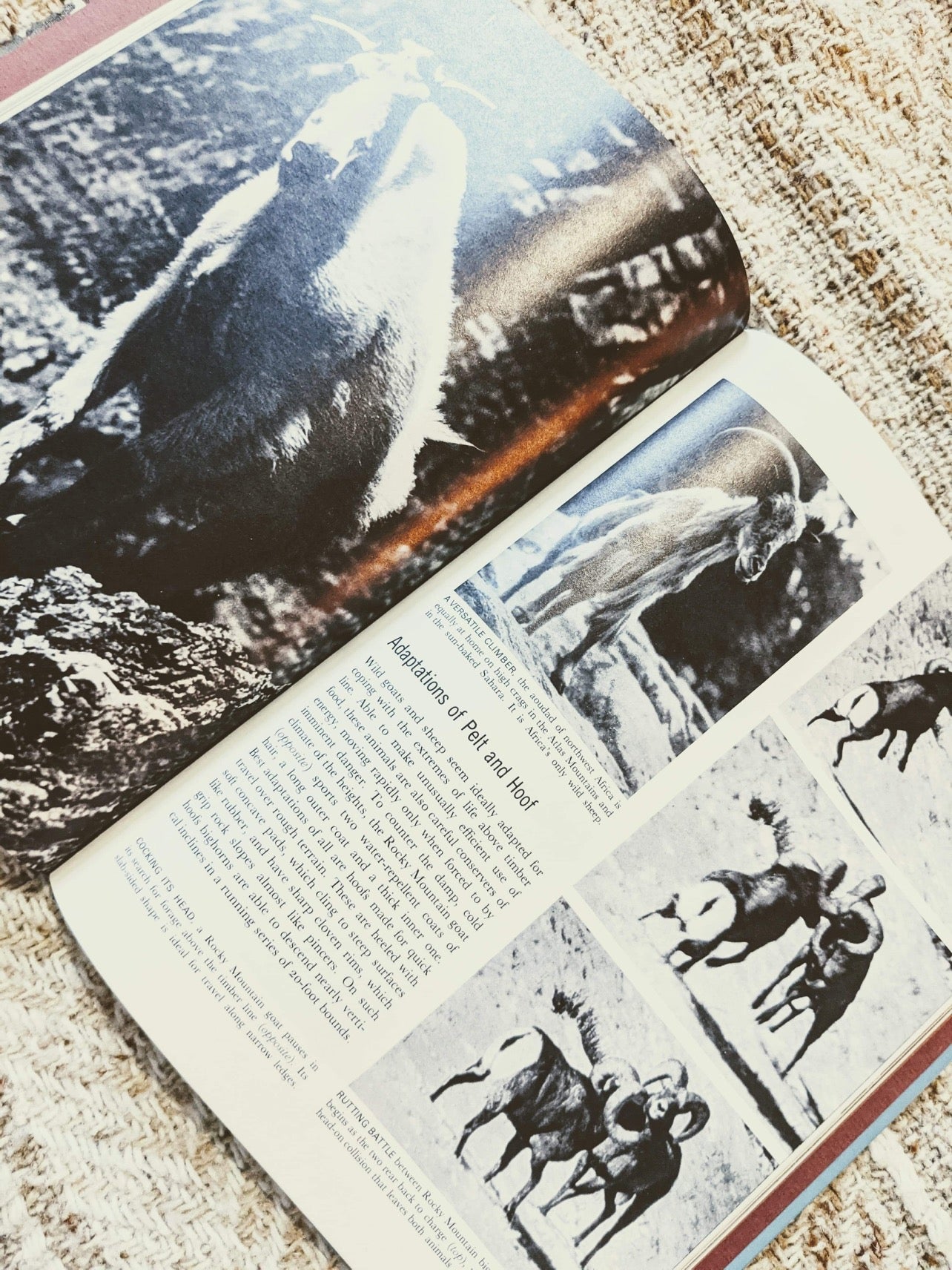 LIFE World Library Coffee Table Books