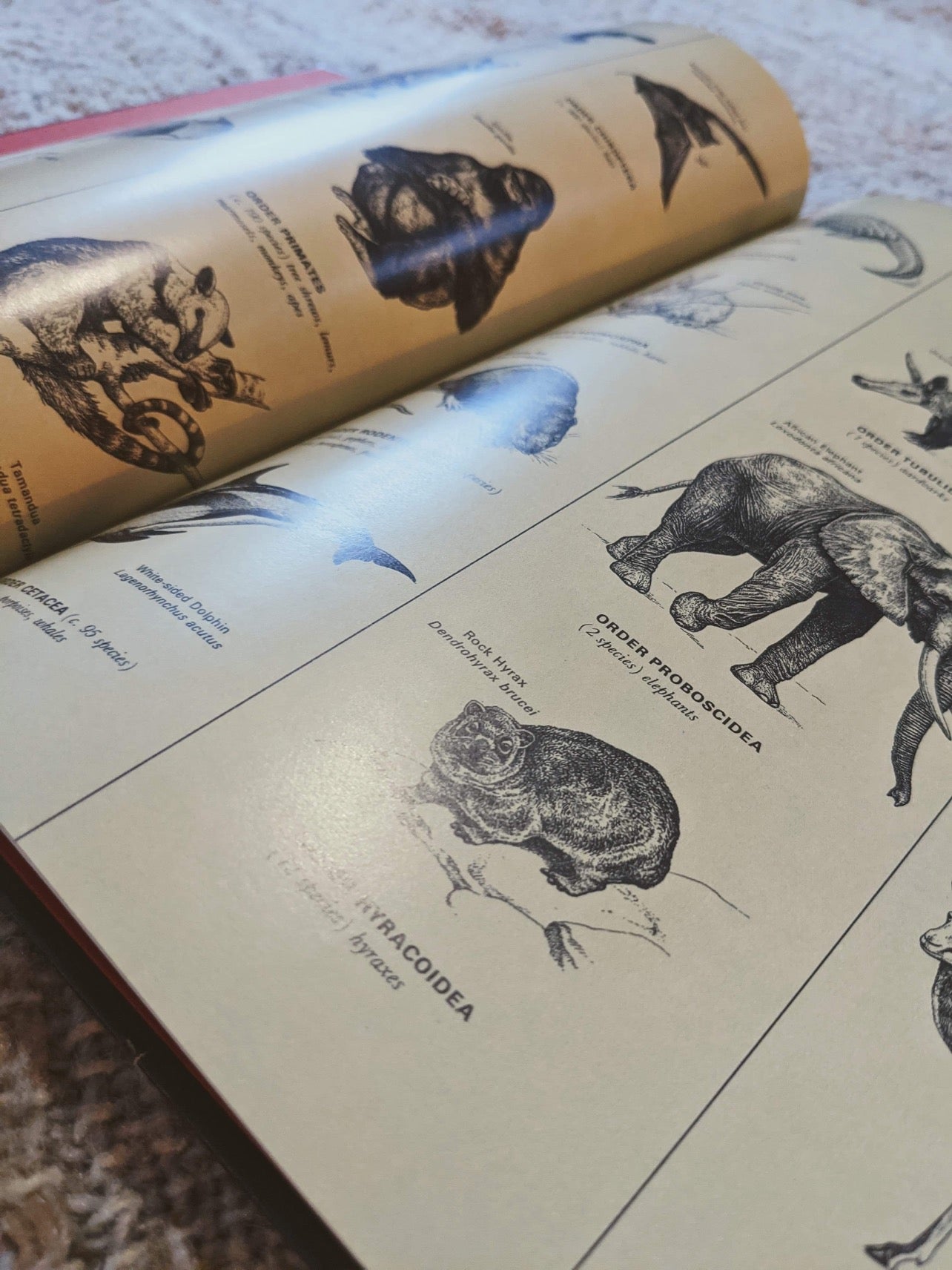 LIFE World Library Coffee Table Books