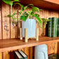 The Tangerine Shelf