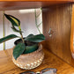 The Sampson Cabinet