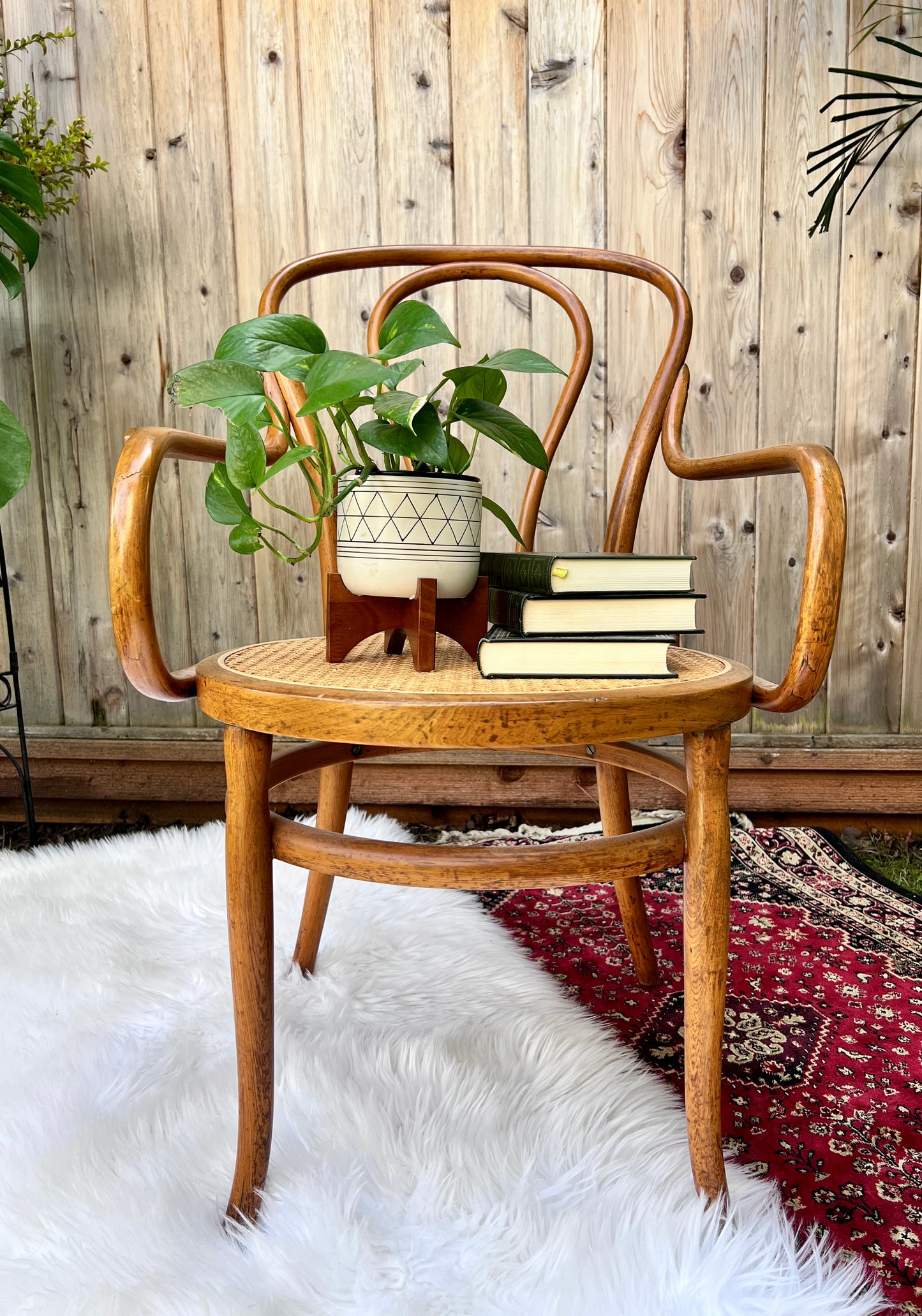 The Cafe Luna Chair