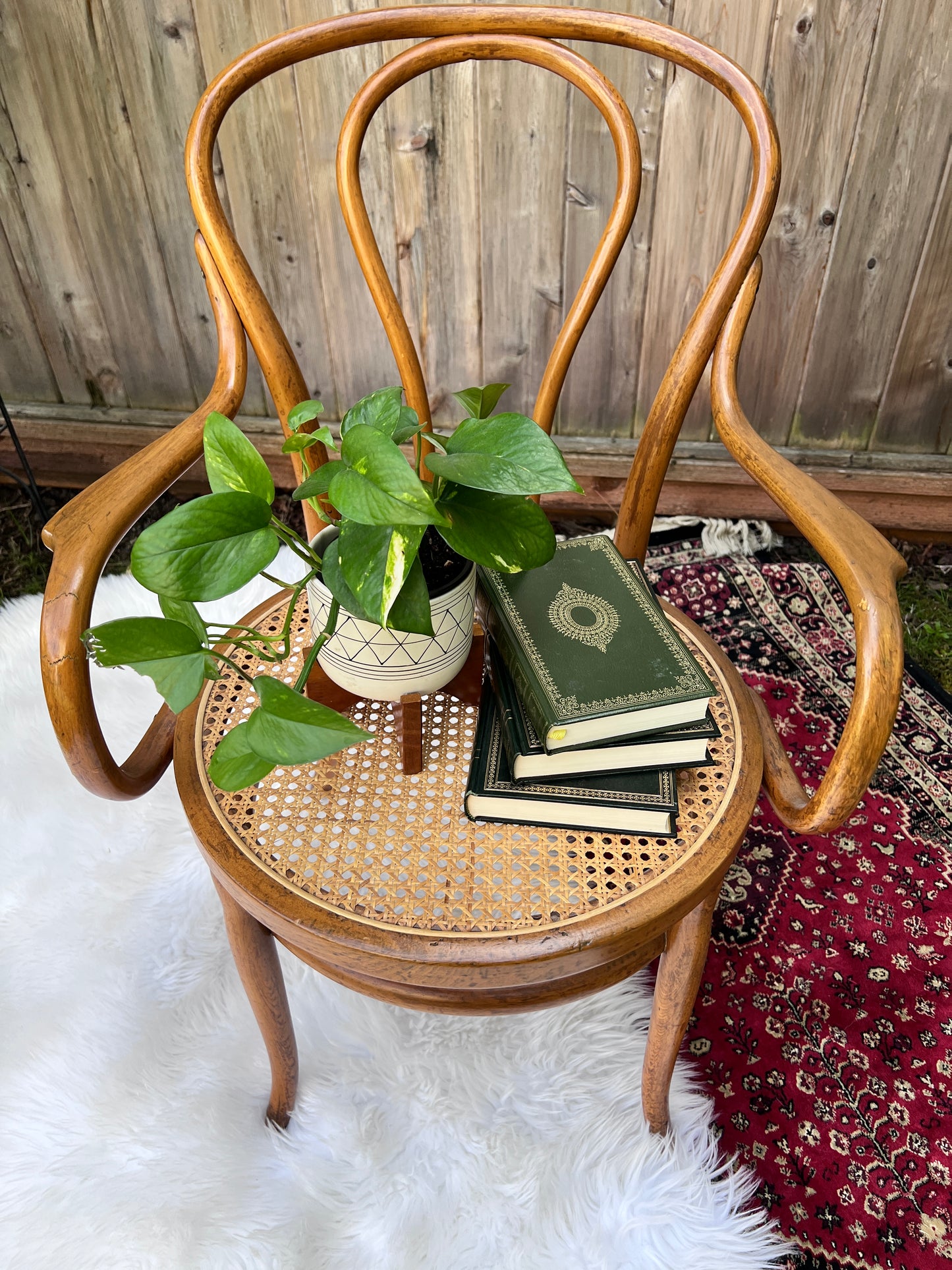 The Cafe Luna Chair