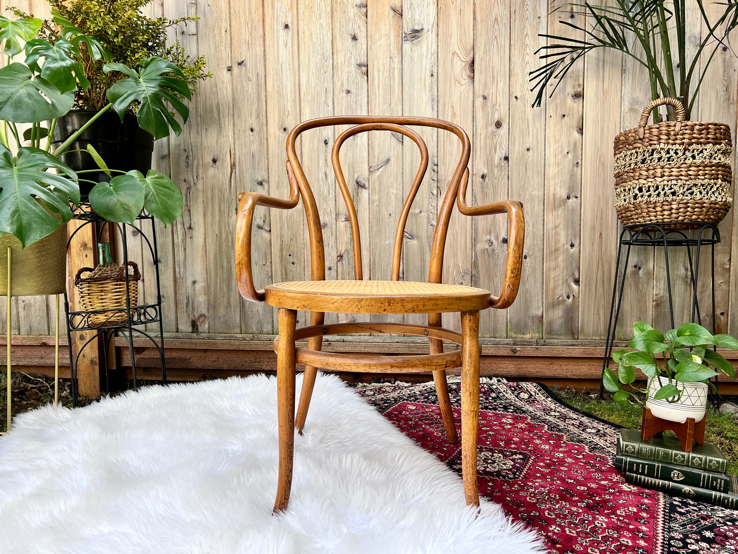The Cafe Luna Chair
