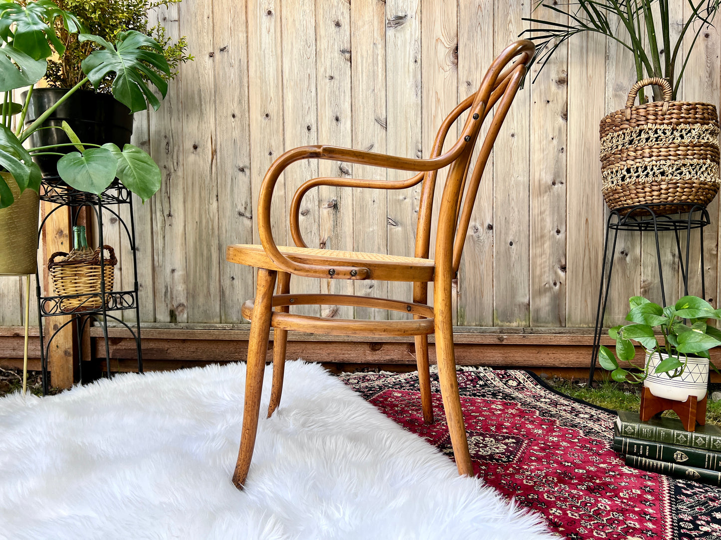 The Cafe Luna Chair