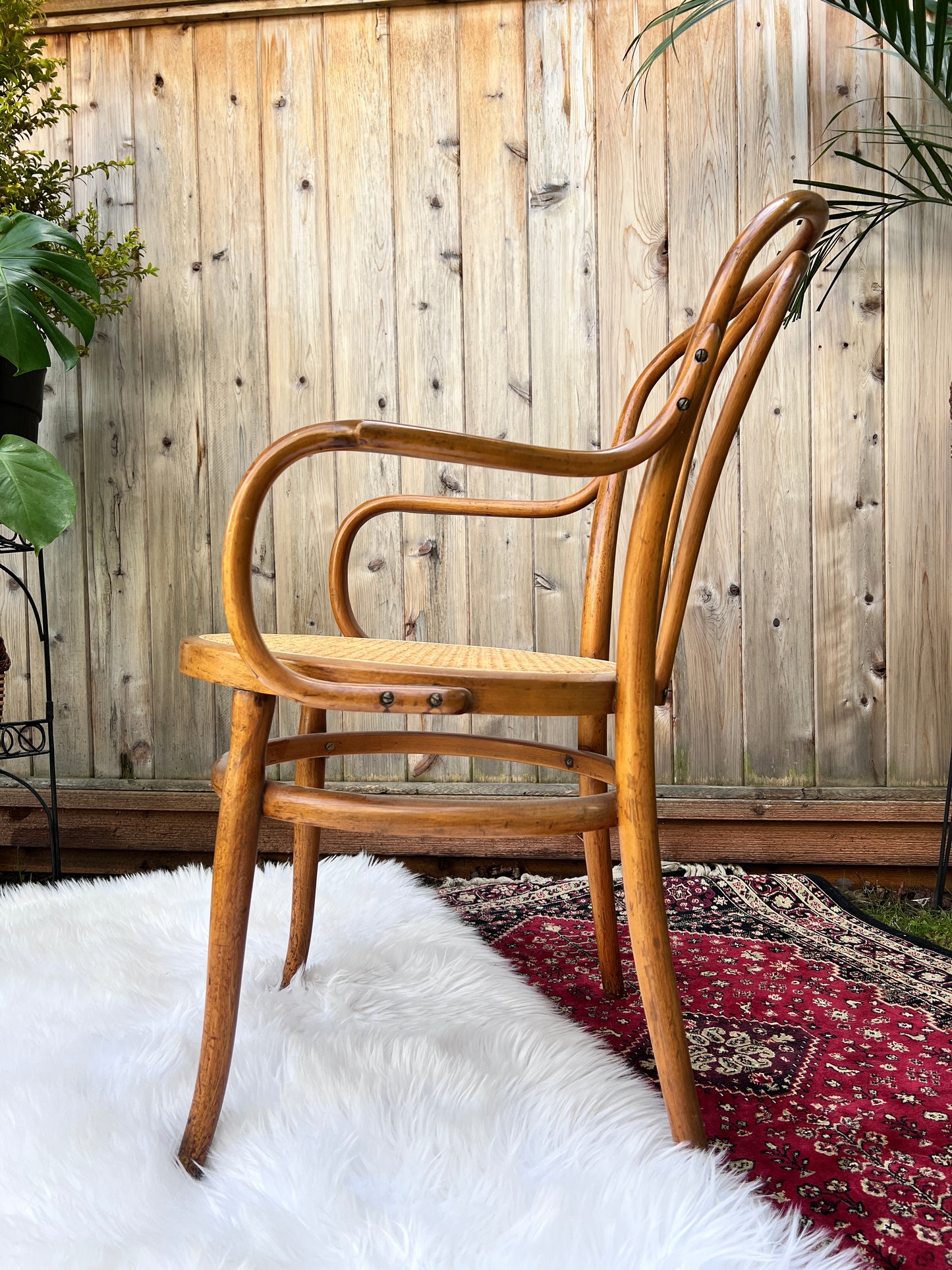 The Cafe Luna Chair