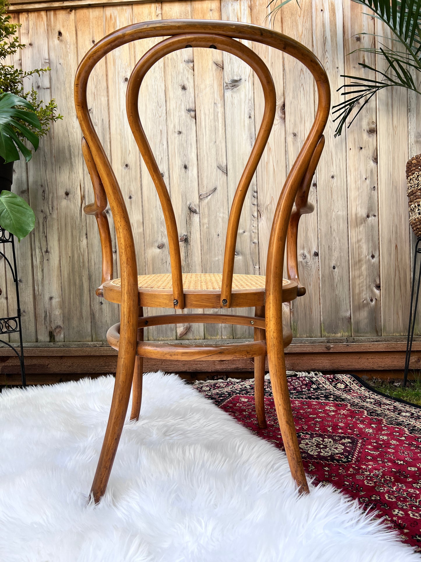 The Cafe Luna Chair