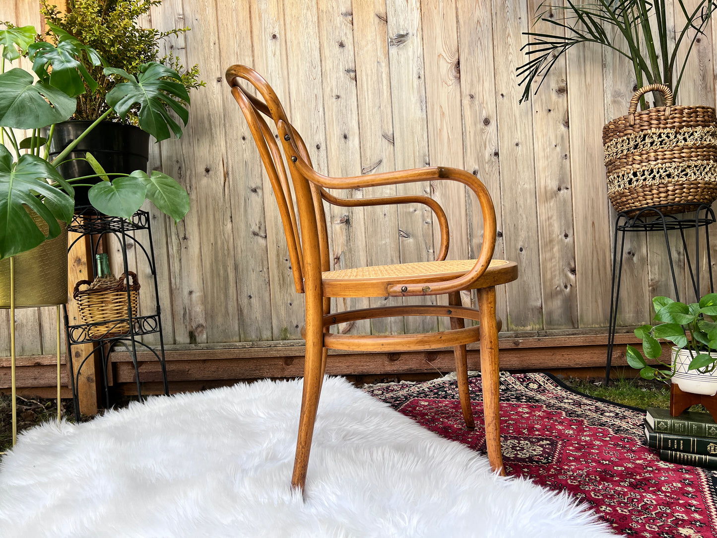 The Cafe Luna Chair
