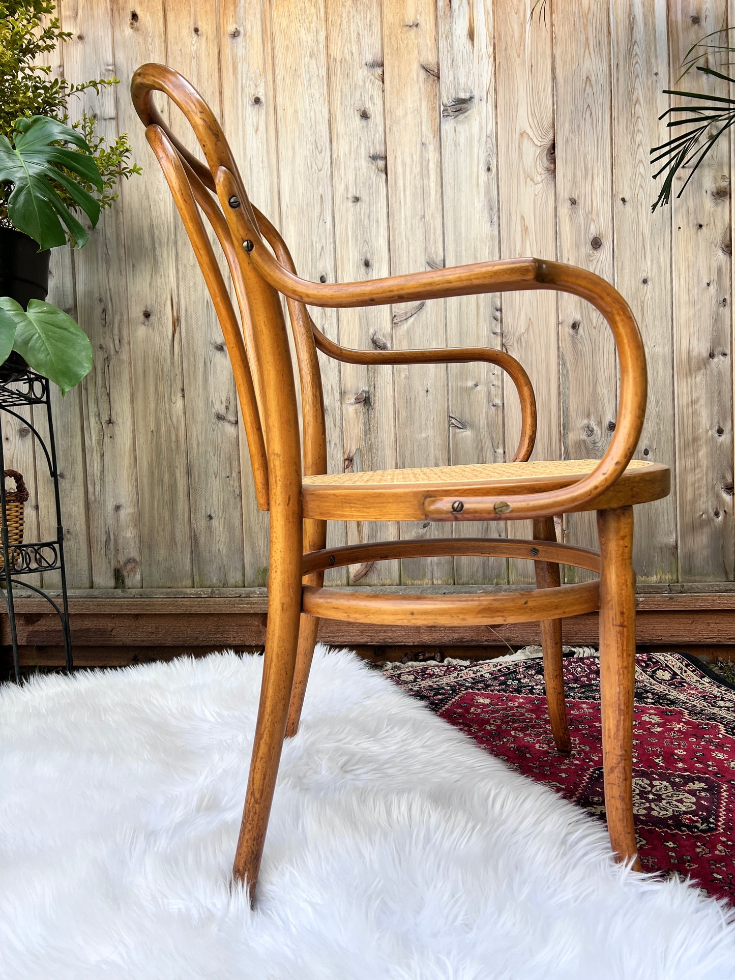 The Cafe Luna Chair