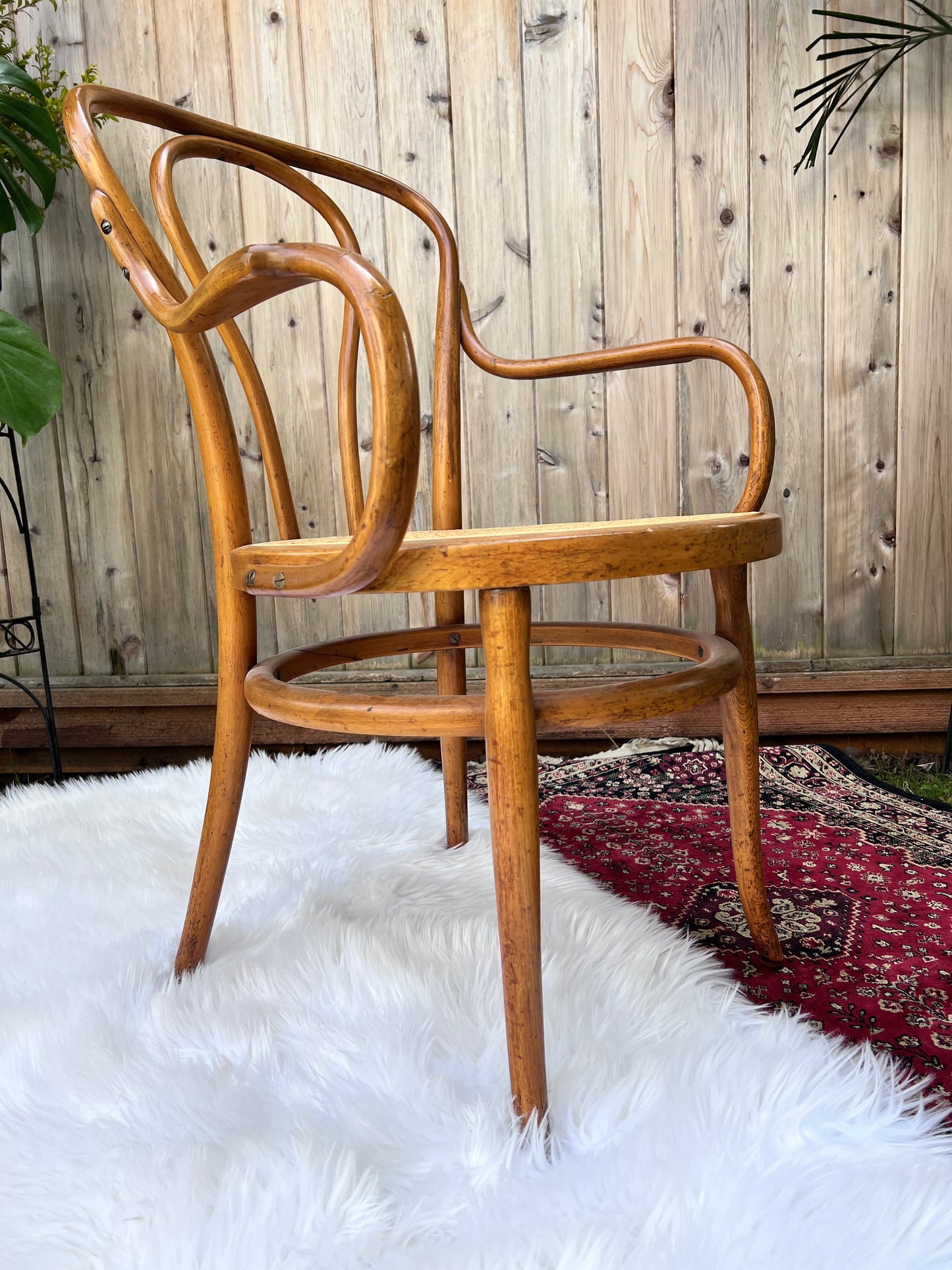 The Cafe Luna Chair