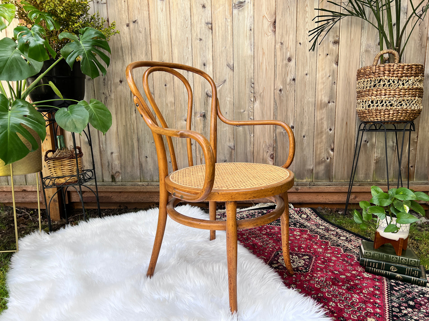 The Cafe Luna Chair