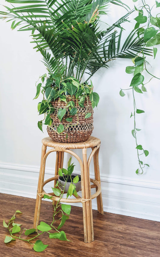 The Bombay Plant Stand