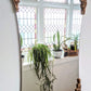 The Golden Goose Mirror