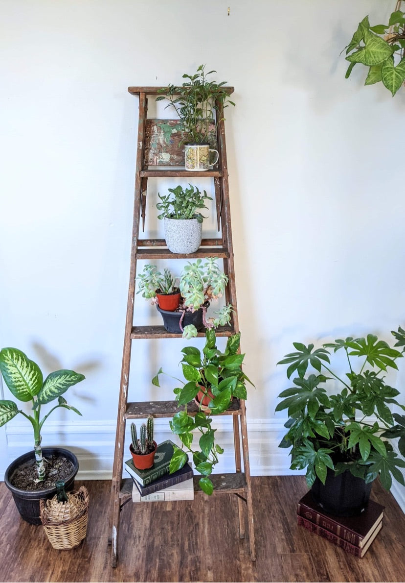 It’s A Ladder Shelf!
