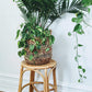The Bombay Plant Stand