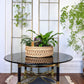 The Dark Star Coffee Table