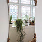 The Golden Goose Mirror