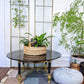 The Dark Star Coffee Table