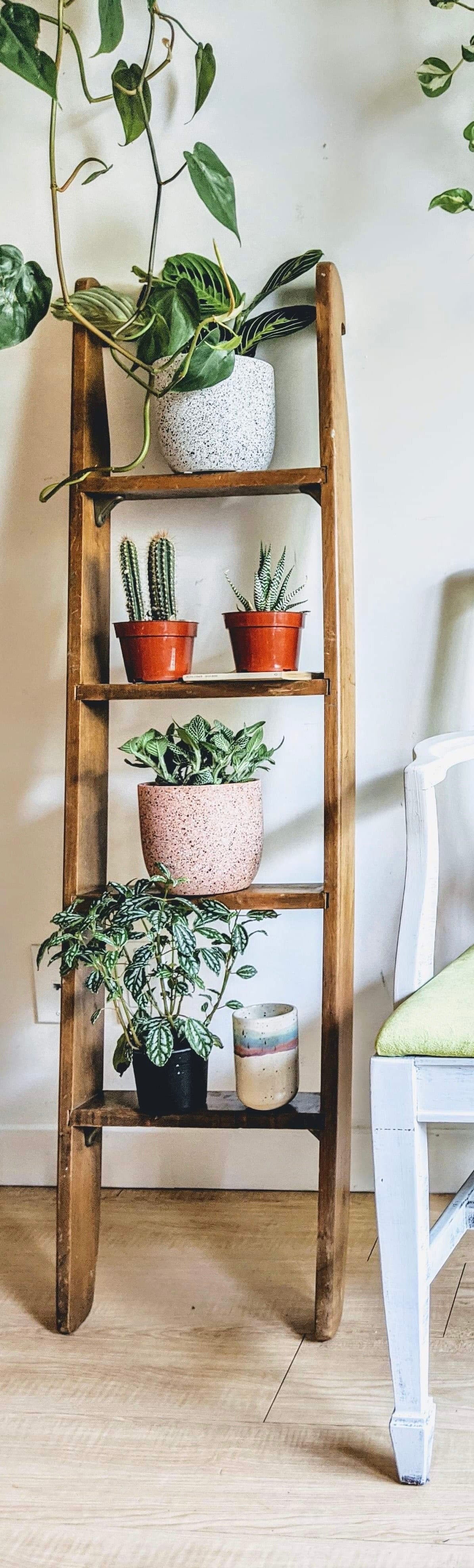 The Roman Ladder Shelf