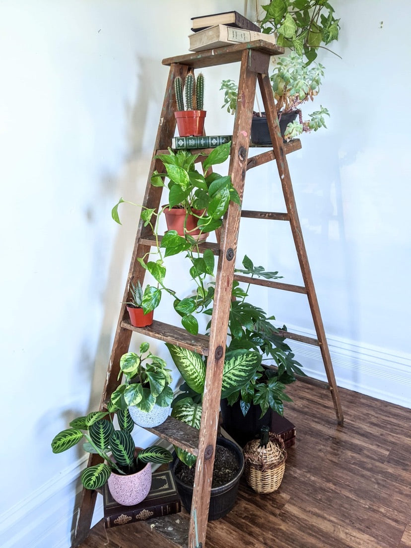 It’s A Ladder Shelf!