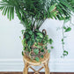 The Bombay Plant Stand