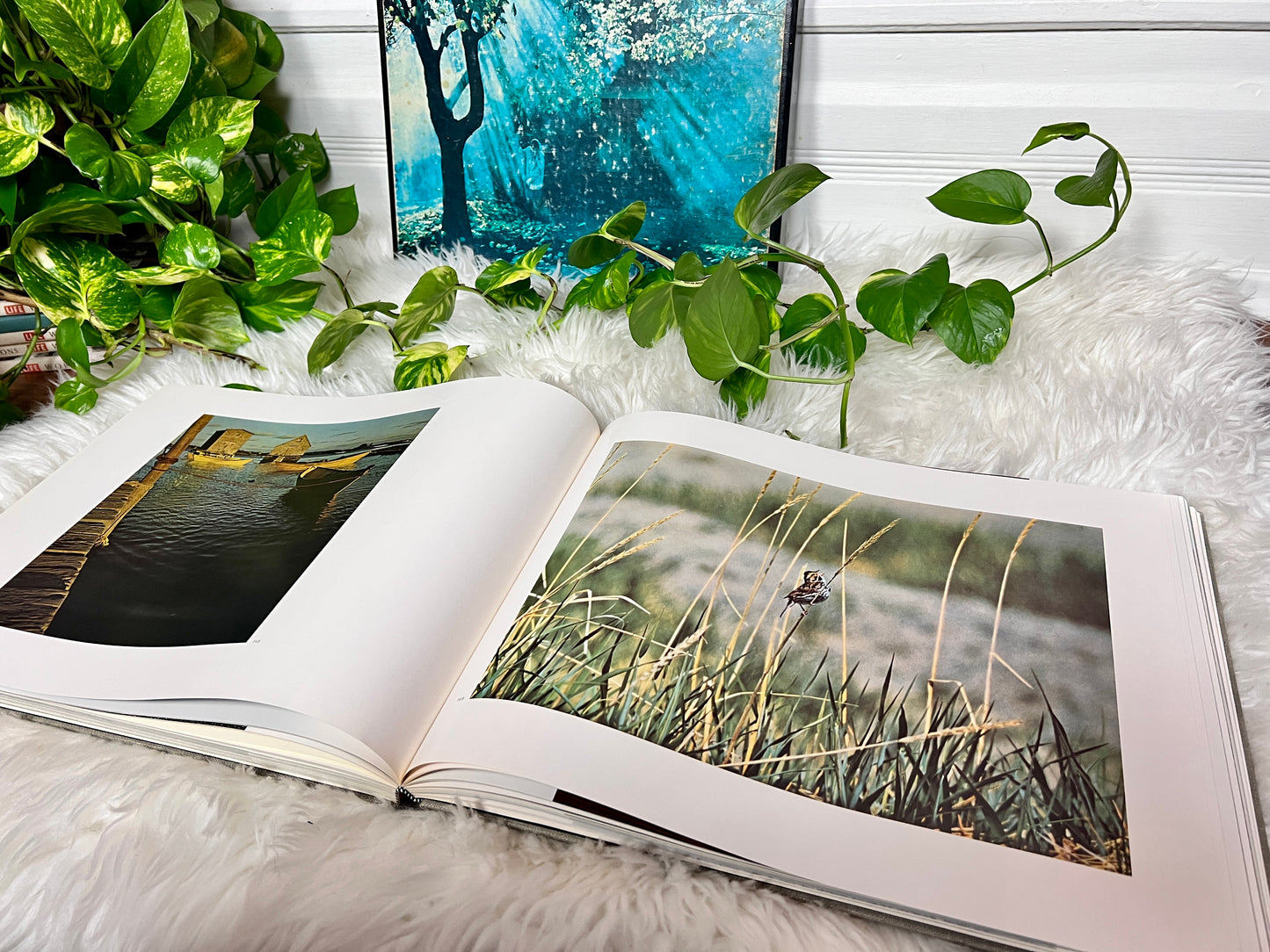 NFB Of Canada A Year Of The Land Book