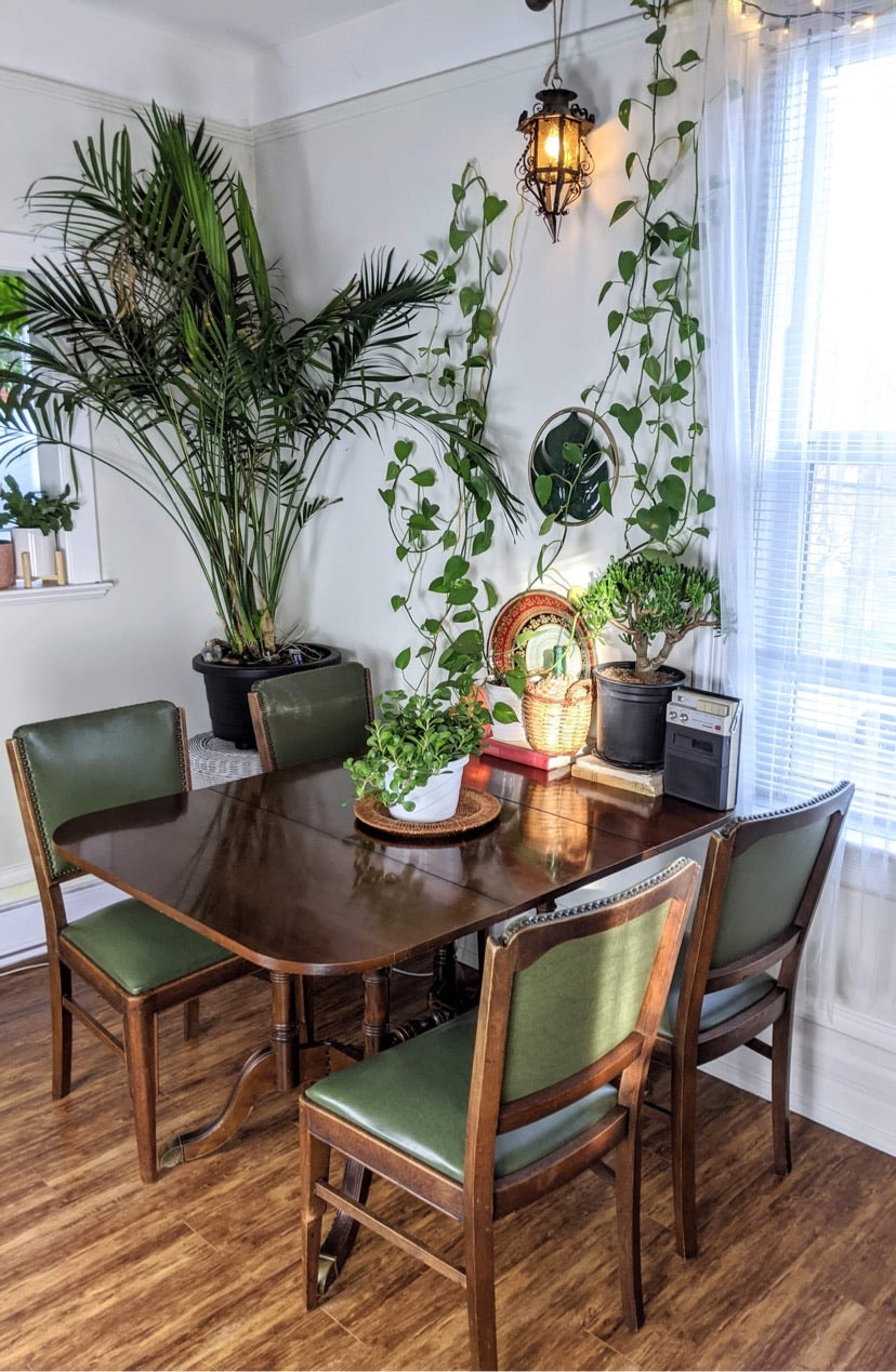 The Succulent Chairs