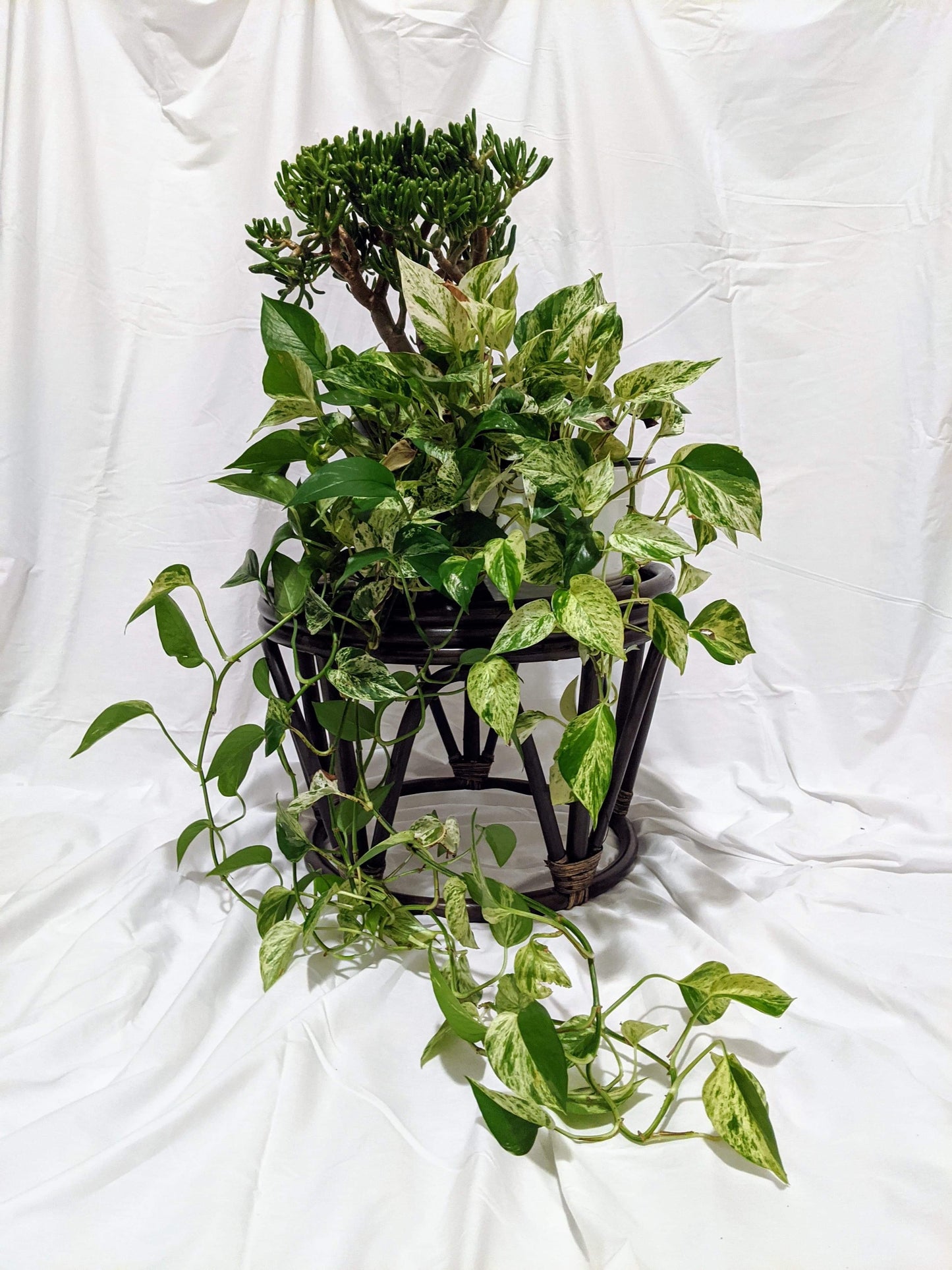 This Is A Plant Stand