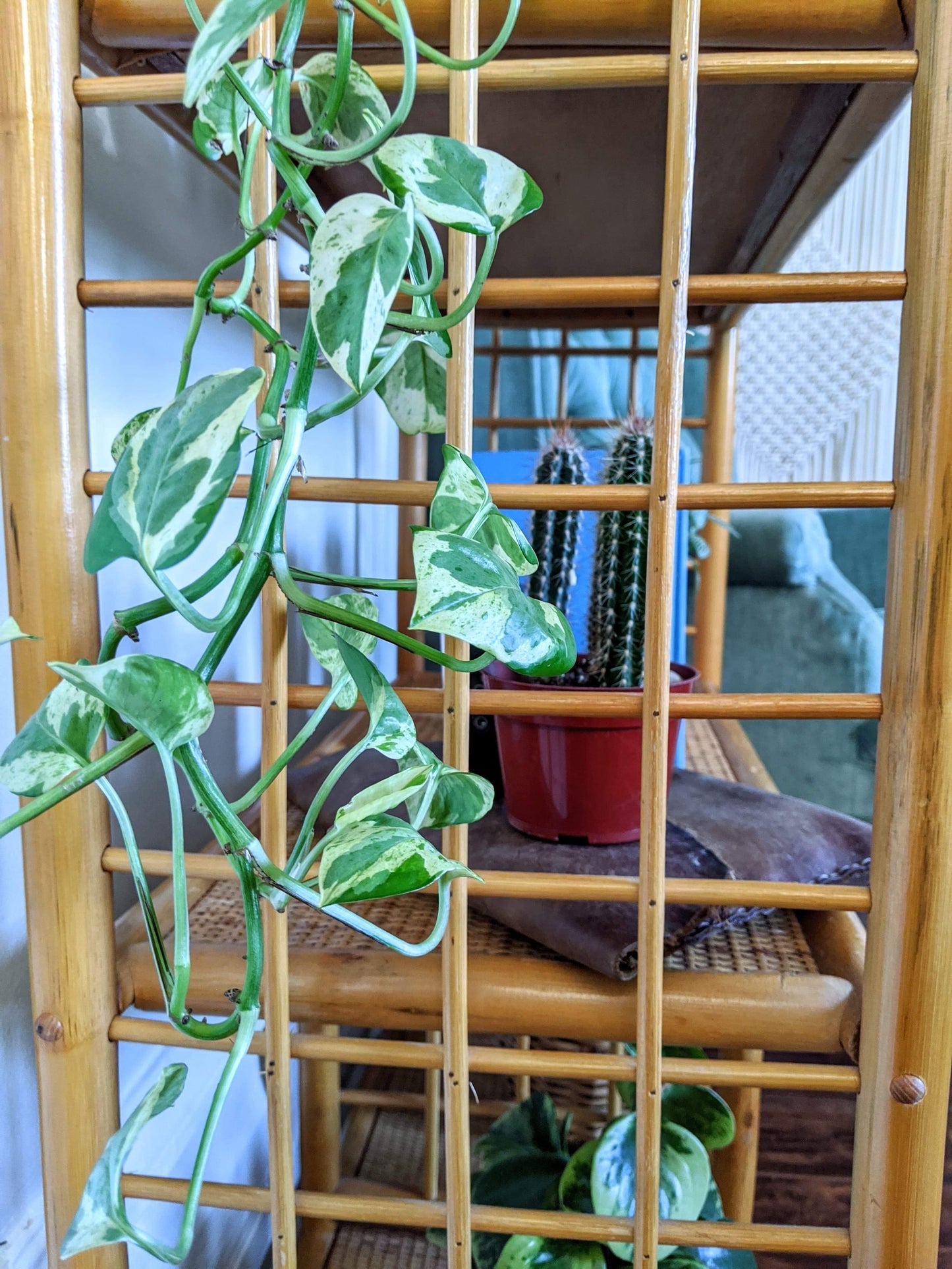 The Barbara Bamboo Shelf