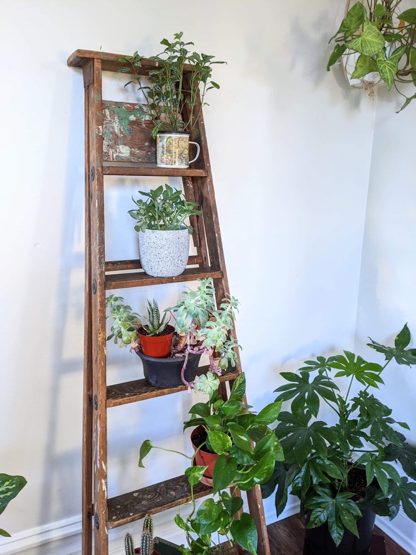 It’s A Ladder Shelf!