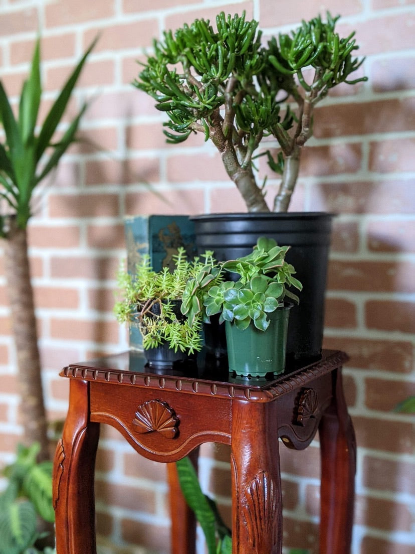 Cherry wood vintage seashell motif plant stand side table victoria bc vintage furniture