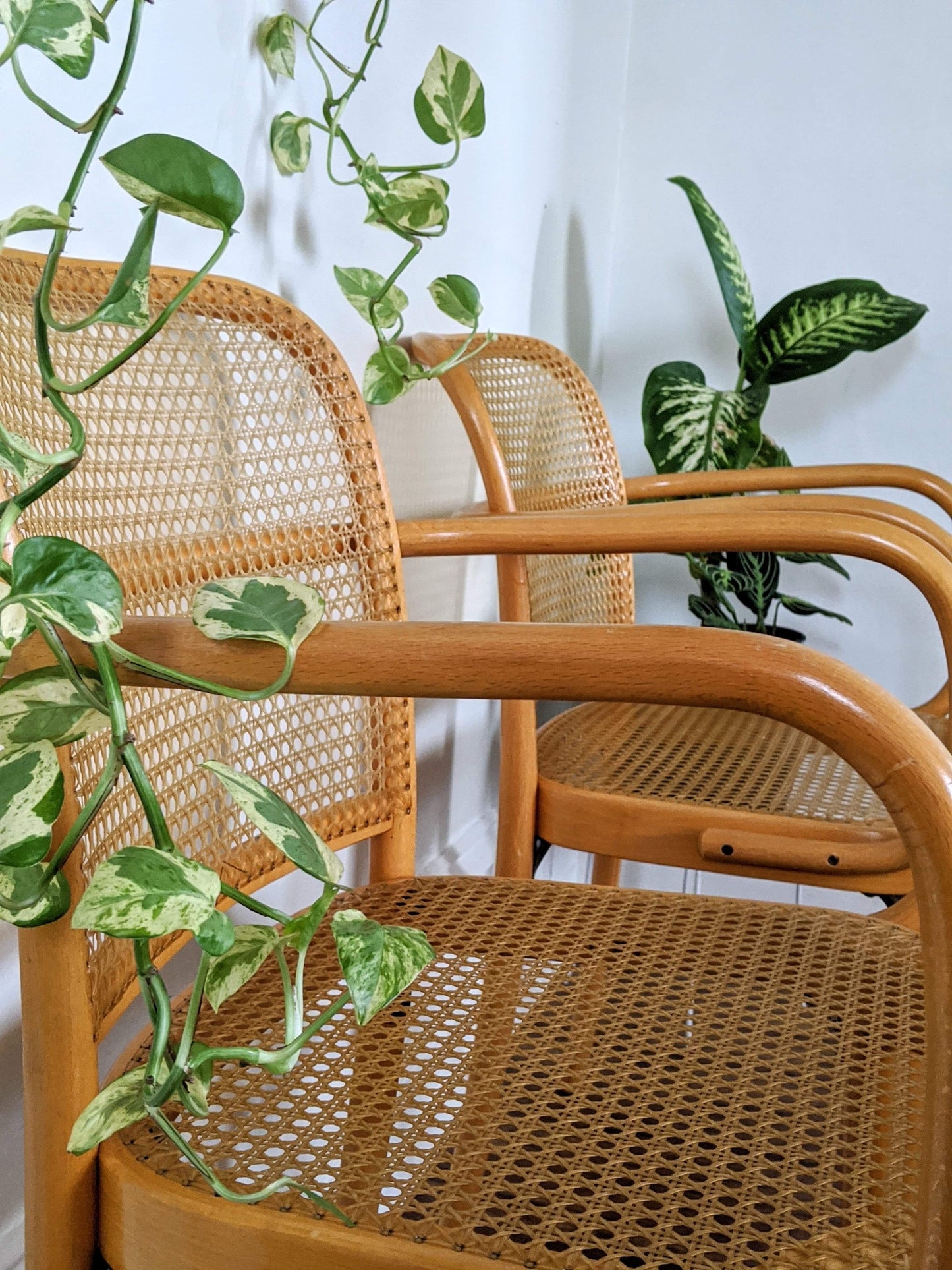 The Prague Bentwood Chairs(Only 1 left!)