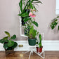 The Spiral Staircase Plant Stand