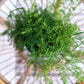 The Hour Glass Rattan Table