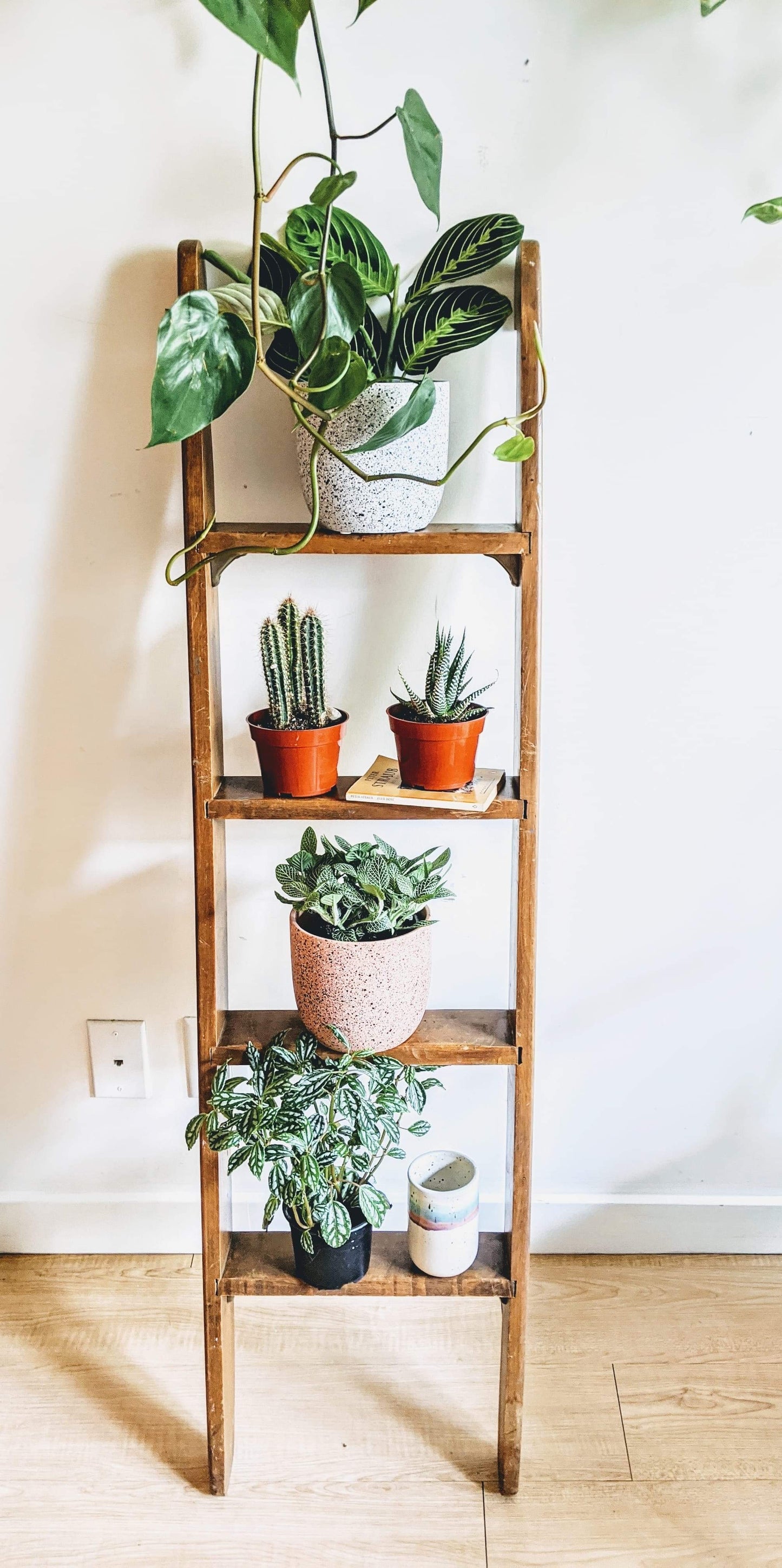The Roman Ladder Shelf